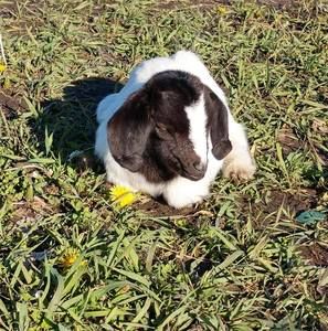 Meet your Posher, Shelly